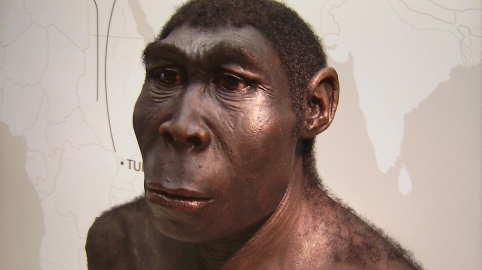 Homo erectus